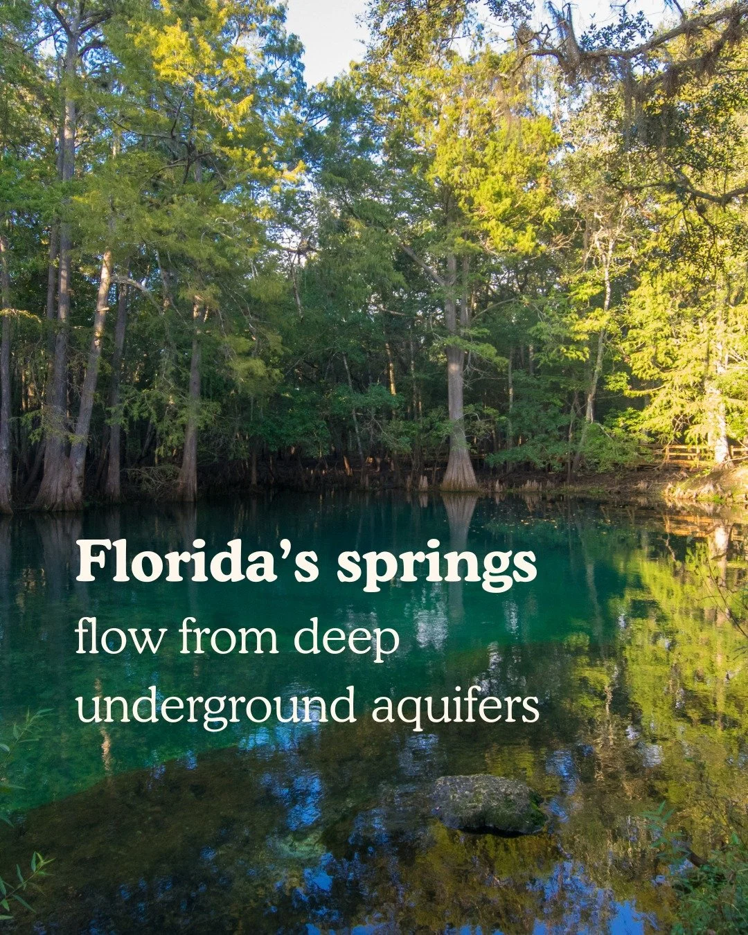 Did you know that Florida is home to more than 1,000 freshwater springs, and no two are exactly alike?
From crystal-clear swimming holes to vast underground cave systems, each spring has its own unique flow, depth, and ecosystem. Florida's springs a
