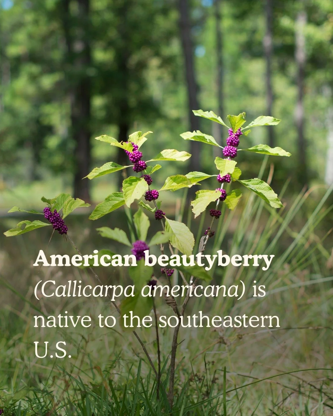 Native Species Spotlight: American Beautyberry
With its bold clusters of purple berries, this vibrant shrub supports birds and pollinators, repels pesky insects, and thrives with little maintenance.
Link in bio to learn more about the American Beau