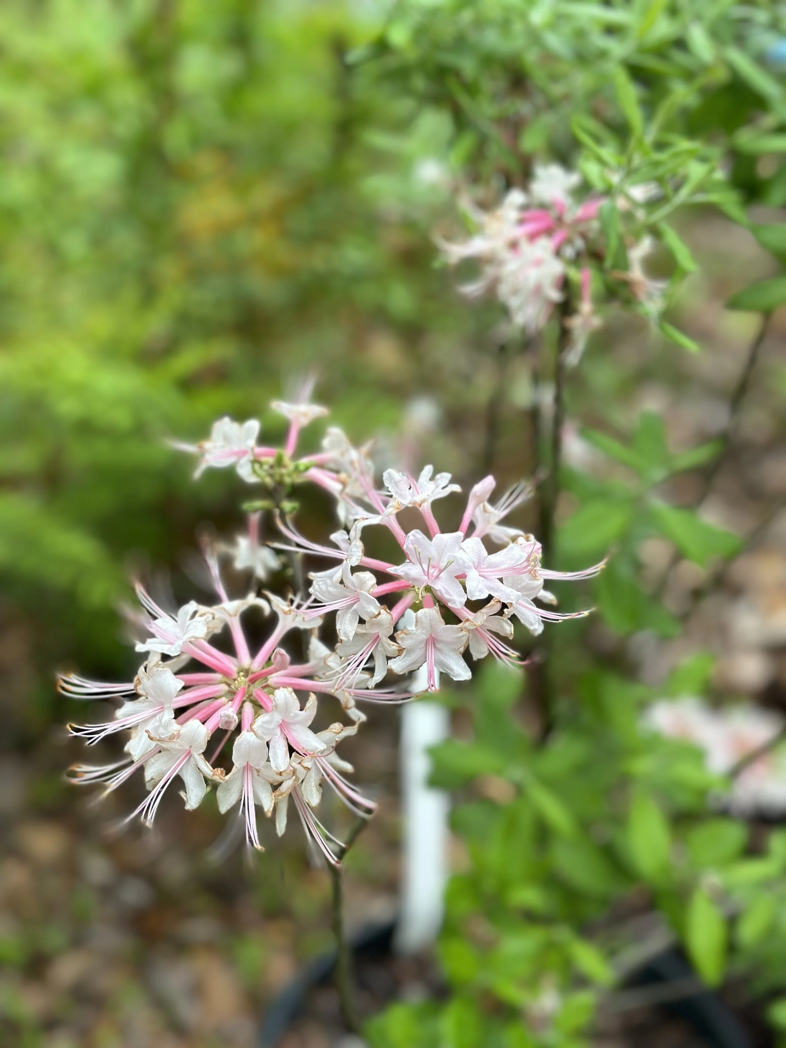 Regenerative RX Retreat Reveals the Power of Sustainable Wellness