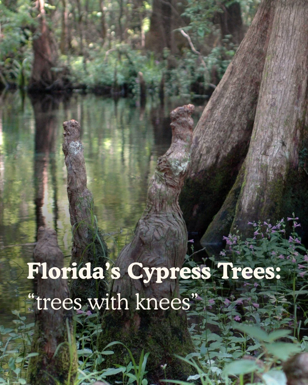 Rising from Florida’s wetlands, cypress trees are vital to healthy ecosystems in Florida and beyond. Their wide, buttressed trunks and distinctive “knees” keep them stable in saturated soils, while their roots filter water, reduce e