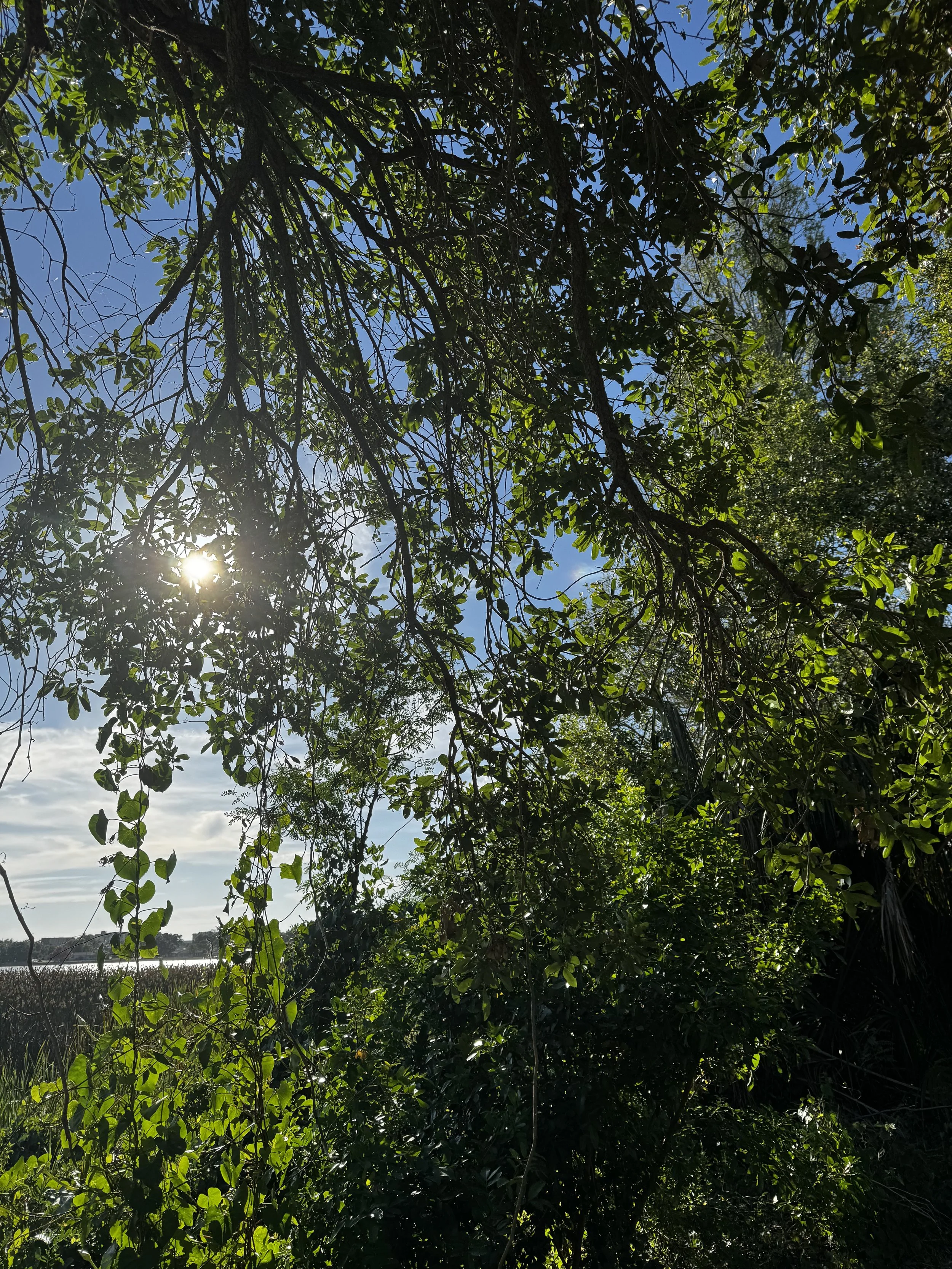 IMG_4285.jpg