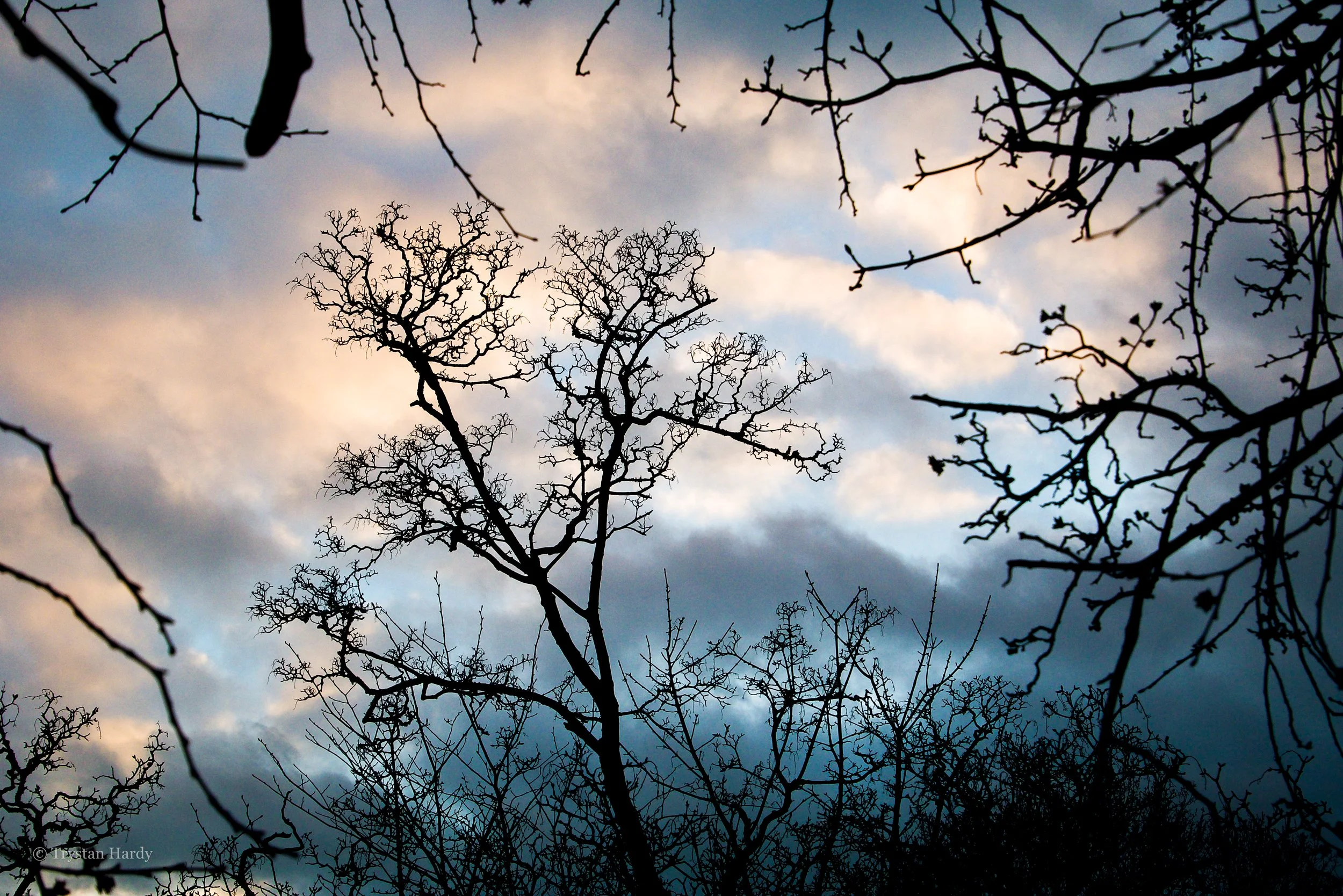 Oak