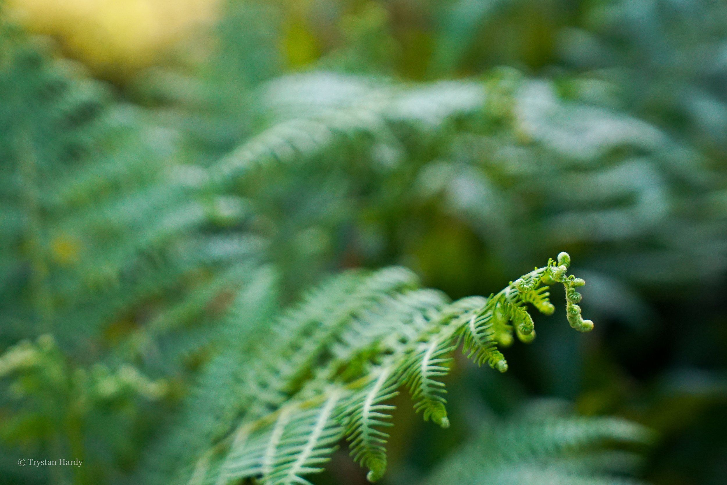 bracken