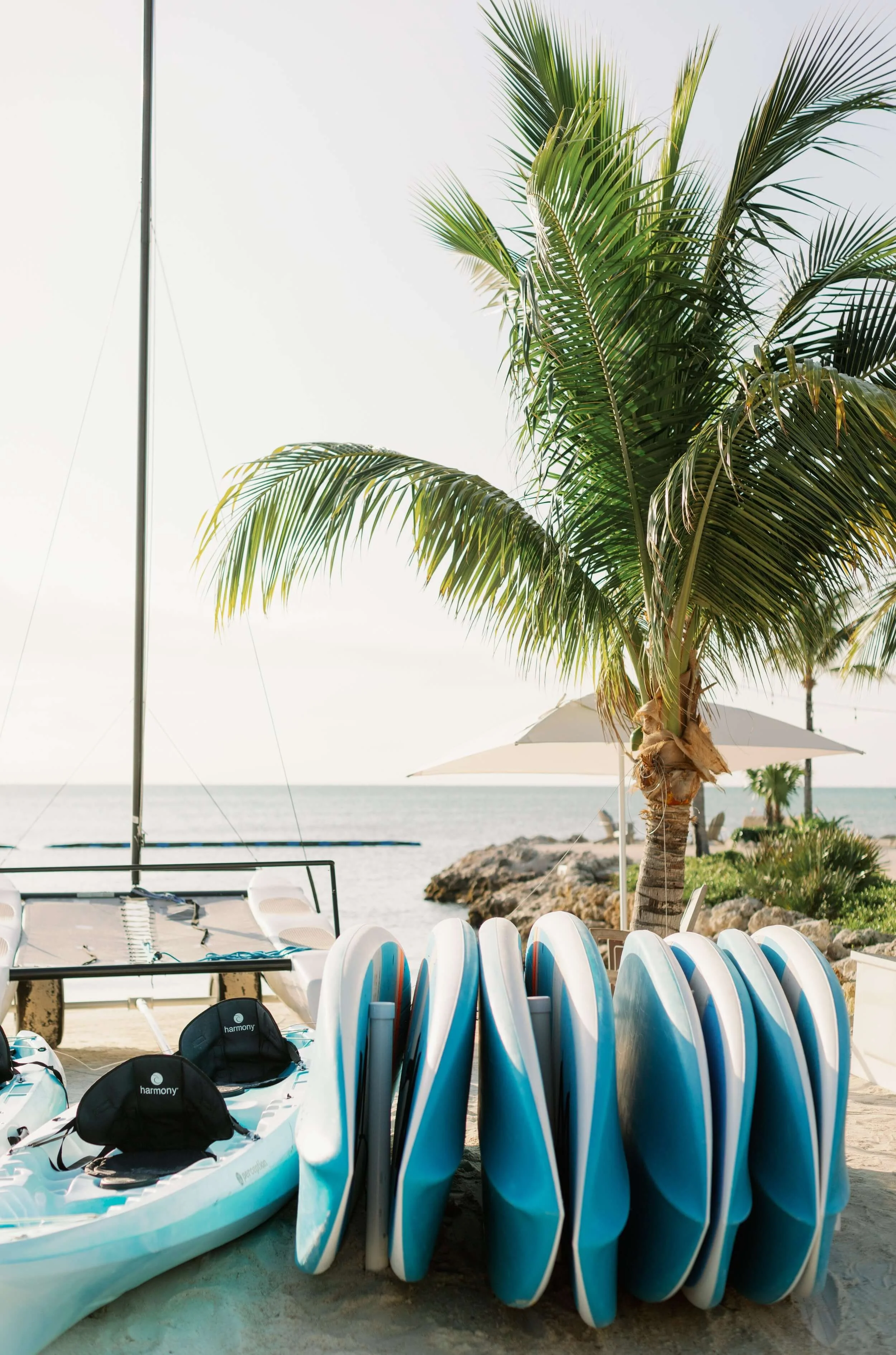 surfboards lined up near palm tree and oceanside at the islands of islamorada
