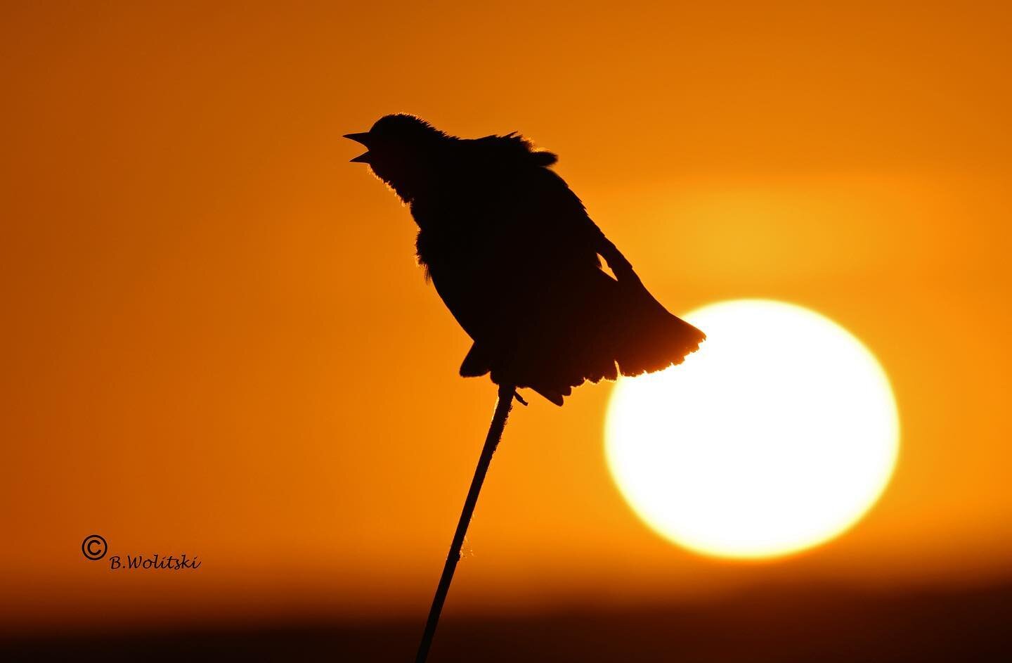 &lsquo; Sunrise &lsquo;_Yellow-headed Blackbird silhouetted against a glowing rising sun over a marshland. #worldshares#sunrise_sunset #weatherphotography#orangeskies#firstlight #explorenature #landscapephotography#sharecangeo#natgeotravel#natgeo#ama