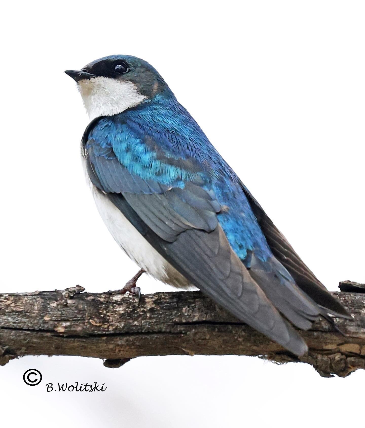 &lsquo; Shades of Blue &lsquo;_Tree Swallow male suited up in its appealing spring plumage. #swallows #treeswallow #bluebirdday #treeswallow #sharecangeo#natgeowildlife#best_birds_of_world#best_birds_planet#sassy_birds#bird_lovers_daily#ig_birdwatche