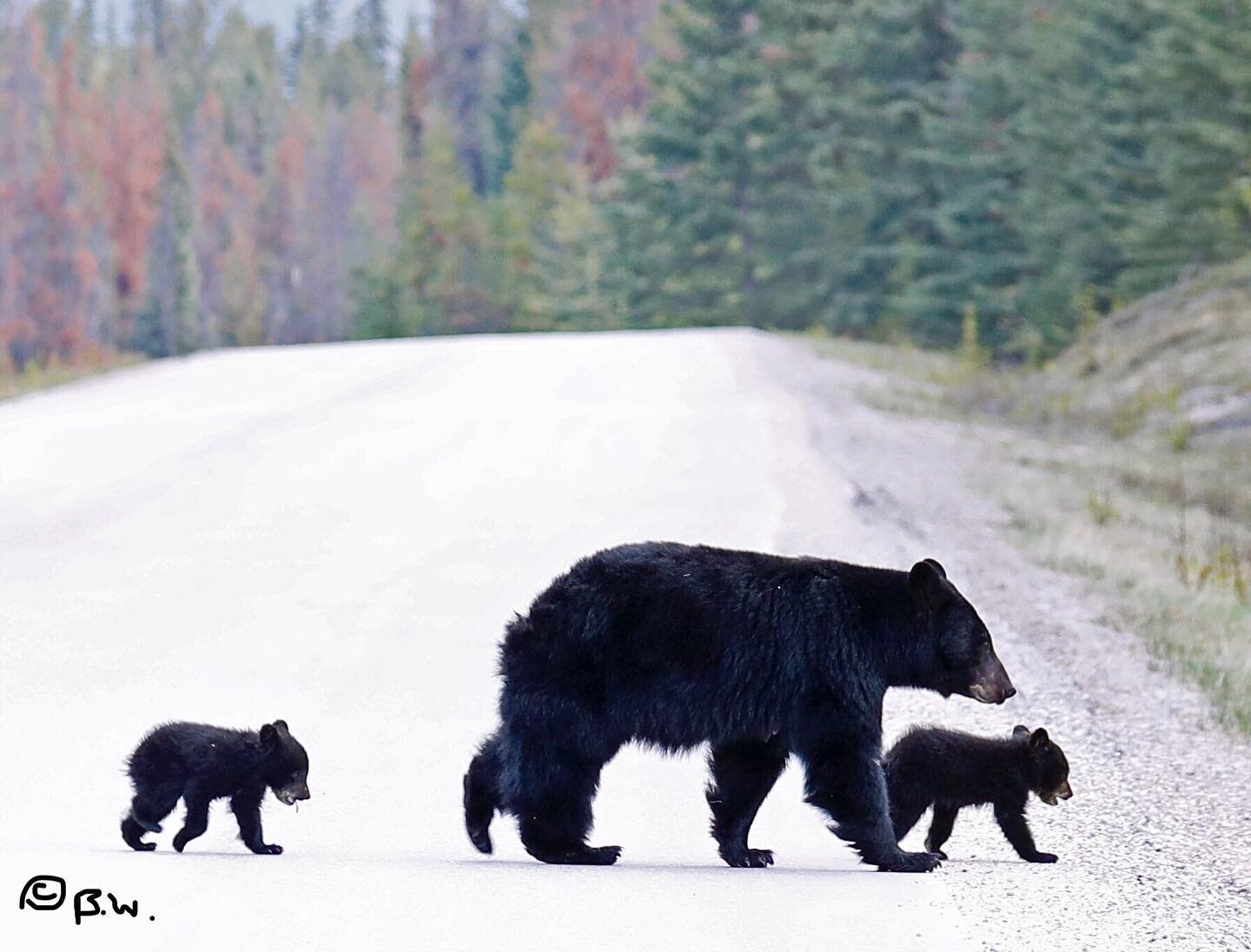 &lsquo; Happy Mother&rsquo;s Day &lsquo; Black Bear mamma and her tiny twin cubs following close by her side make their way across a roadway.#happymothersday❤️ #bearcub#blackbear #bearcubs#brownbears#sharecangeo#natgeowild#exclusive_wildlife#babyanim