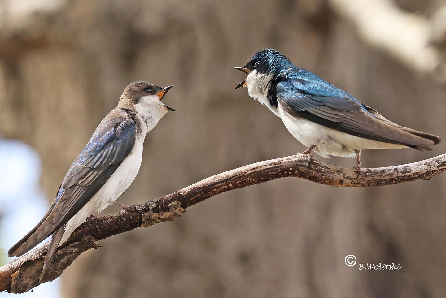 &lsquo; Swallow Squabble &lsquo;_Tree Swallow pair in bird talk sorting out some disagreement during nesting season. #swallows #treeswallow #birdtalk #treeswallow #sharecangeo#natgeowildlife#best_birds_of_world#best_birds_planet#sassy_birds#bird_love