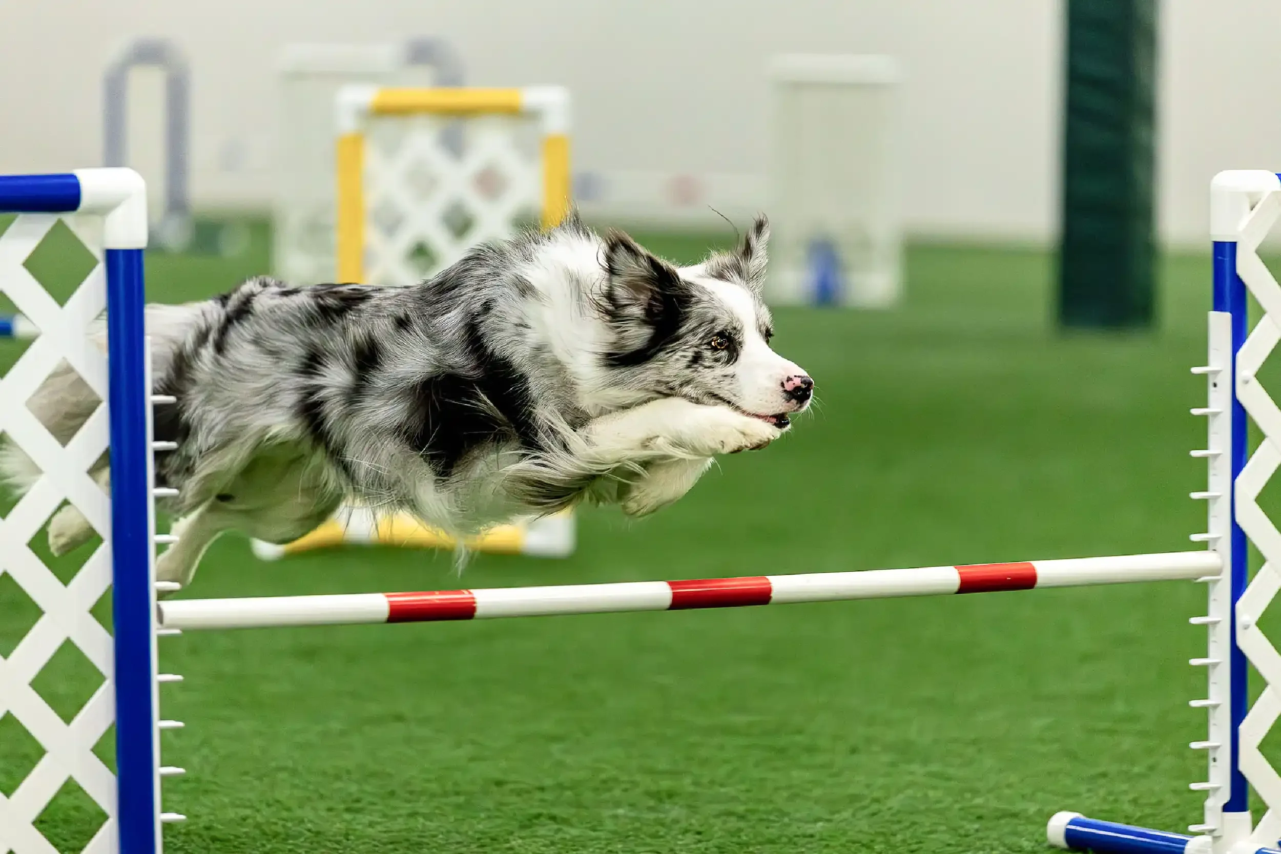 Conewango Valley Kennel Club Establishes Scholarship