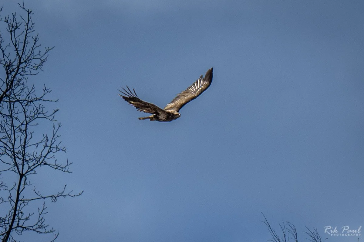 DSC_9898.jpg