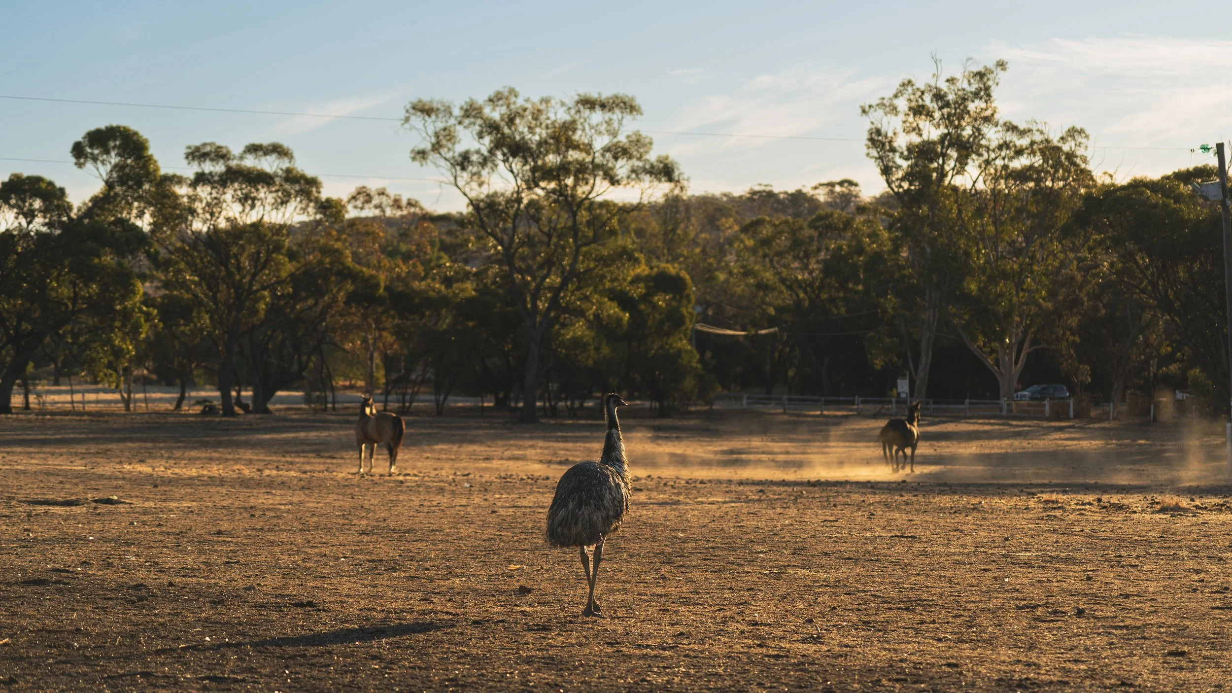 Emus and horses.jpg