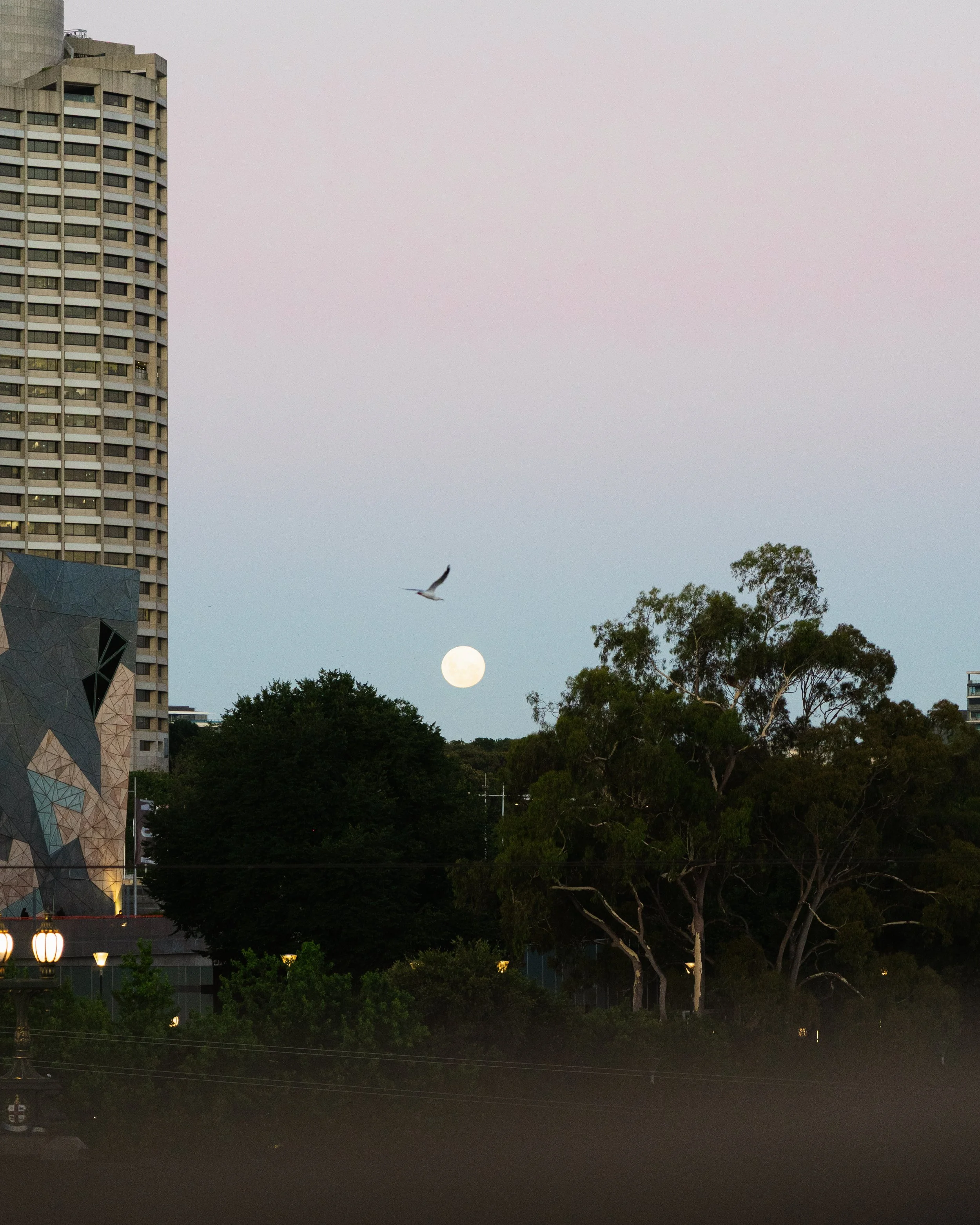 Moon rising on Melbourne.jpg