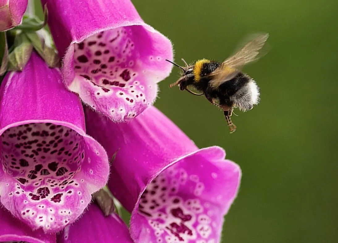 The Parable of the Bee and the Foxglove