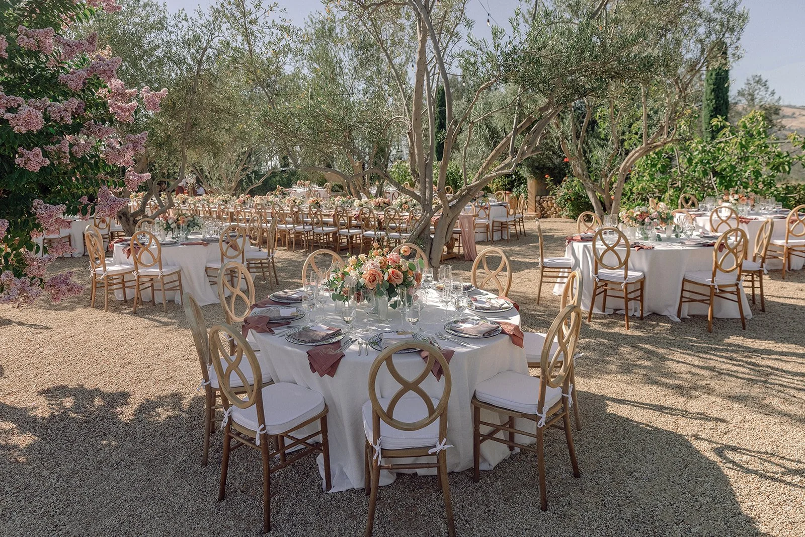 TV Olive Tree Courtyard.jpeg