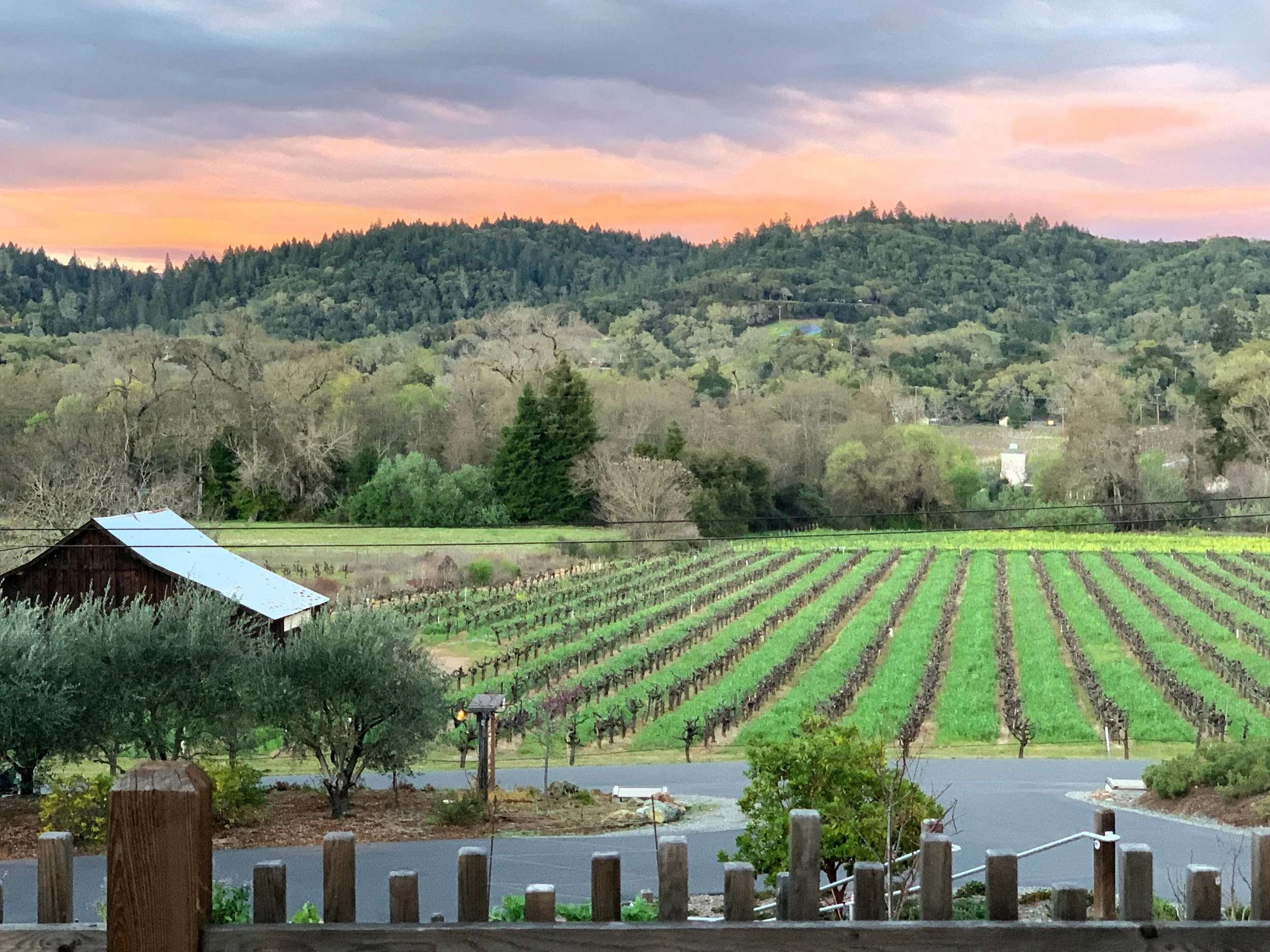 Capo Creek eva's march 2020 cover crop brighter (1).jpg