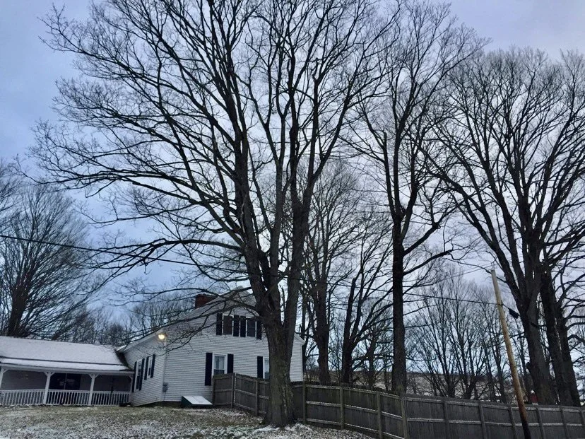 Tree removal in Brookfield, NY