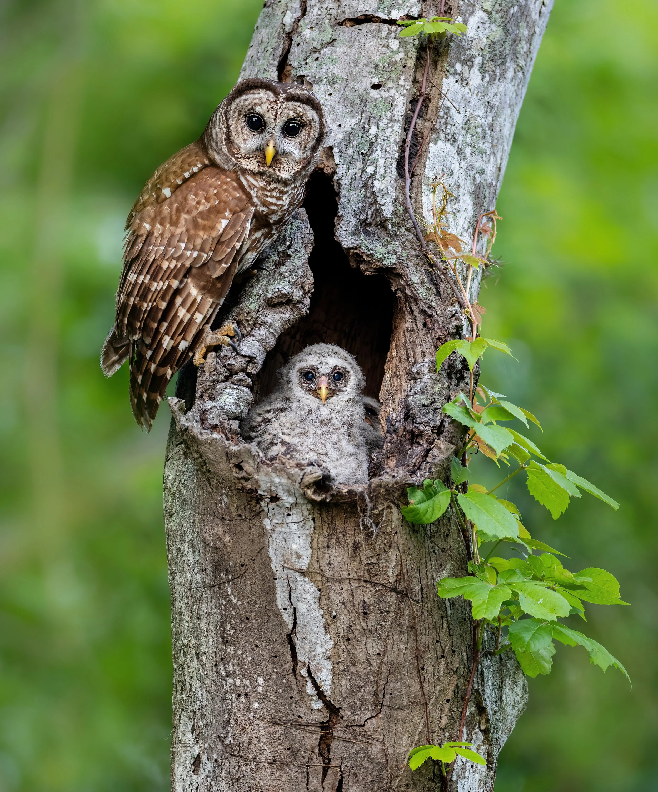 Owlways Watching