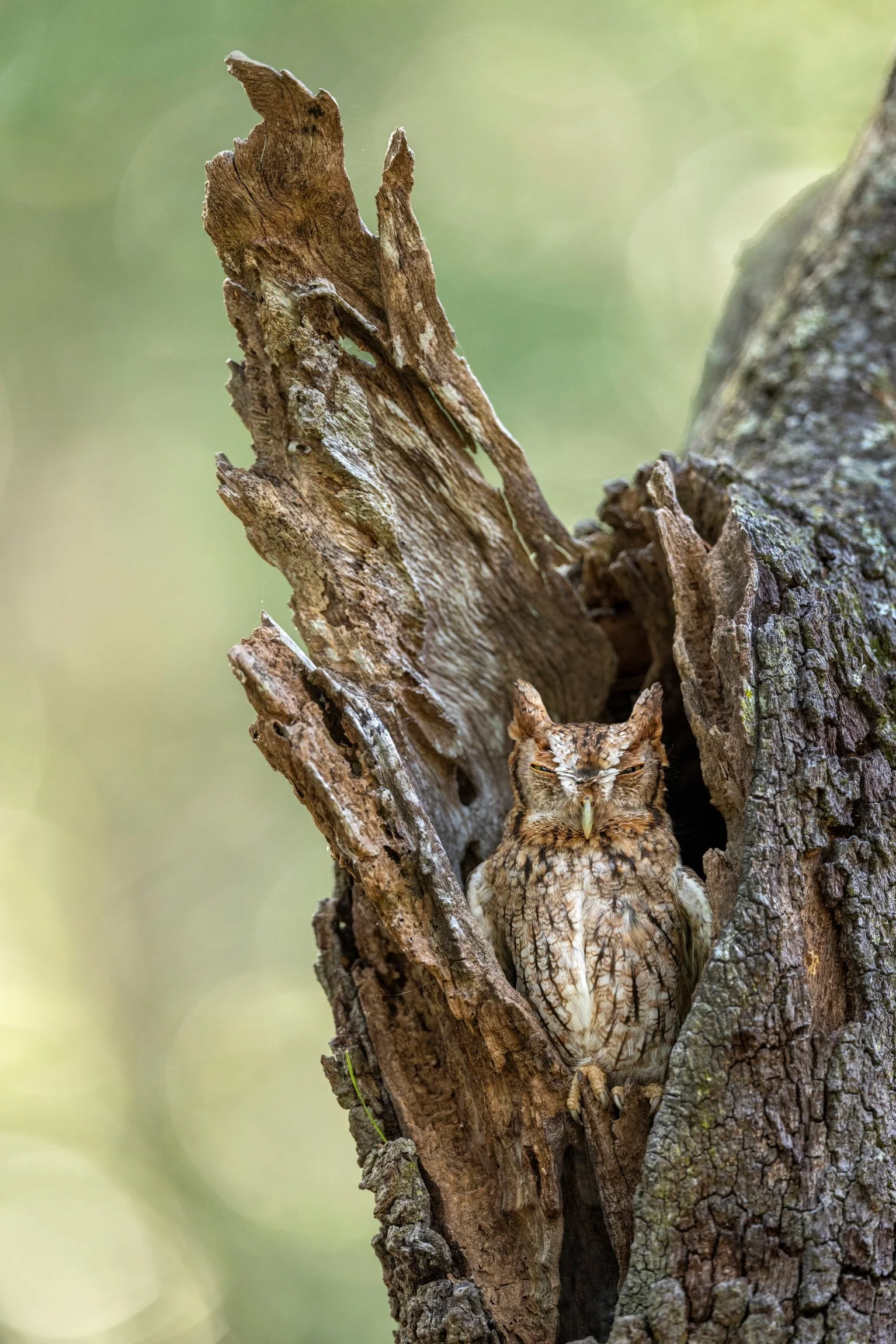 Nesting Siesta