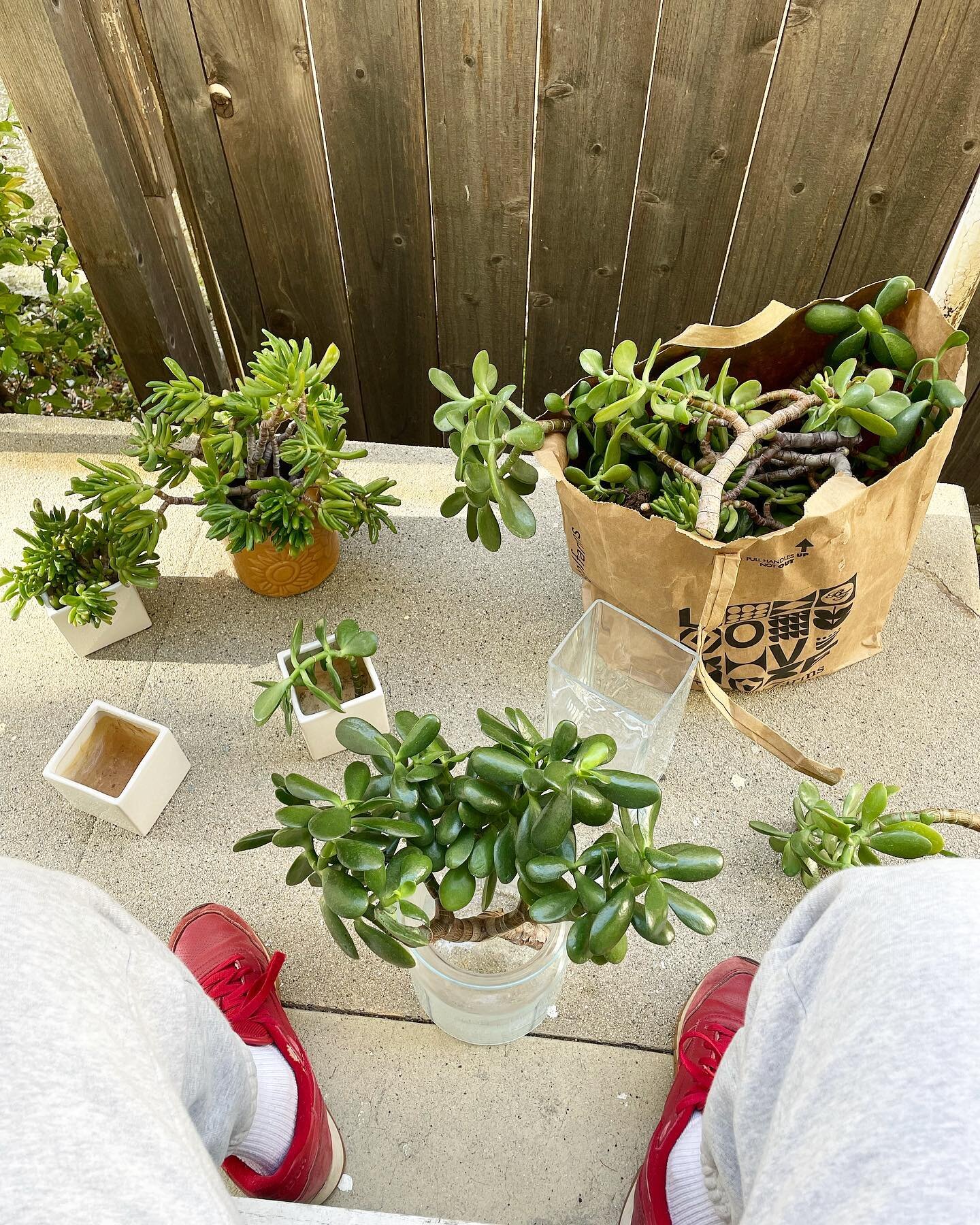 birdi&rsquo;s view ☀️
impromptu plant arrangements using jade (sign of luck!) gifted by a stranger on my morning walk.
matcha moment while working from home &ndash; my fav latte is still from my kitchen :)
homemade reminders to keep me grounded &amp;