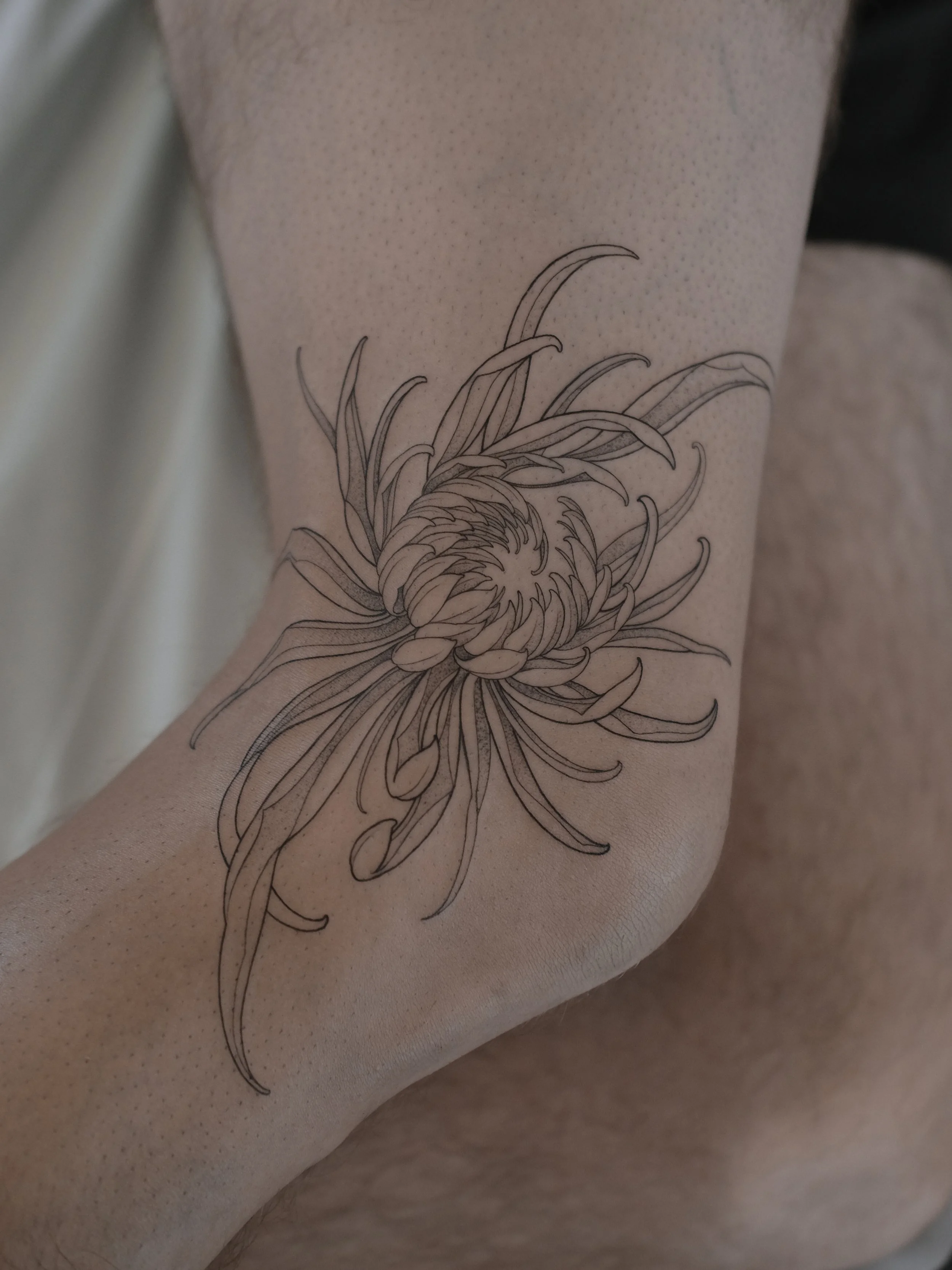 Line art tattoo of a chrysanthemum flower with long petals on person's arm.