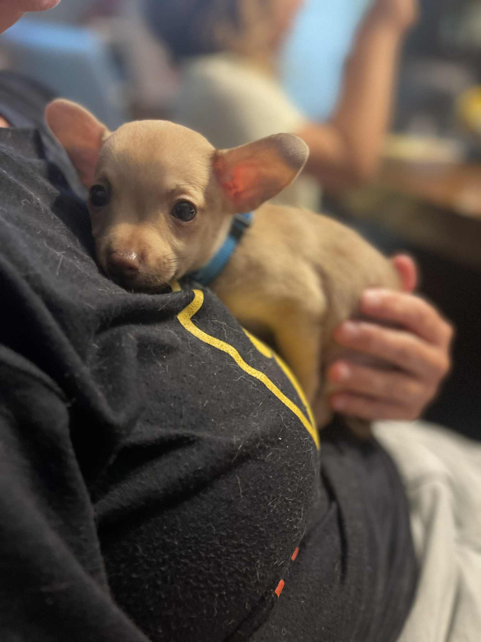 gus 1.jpg