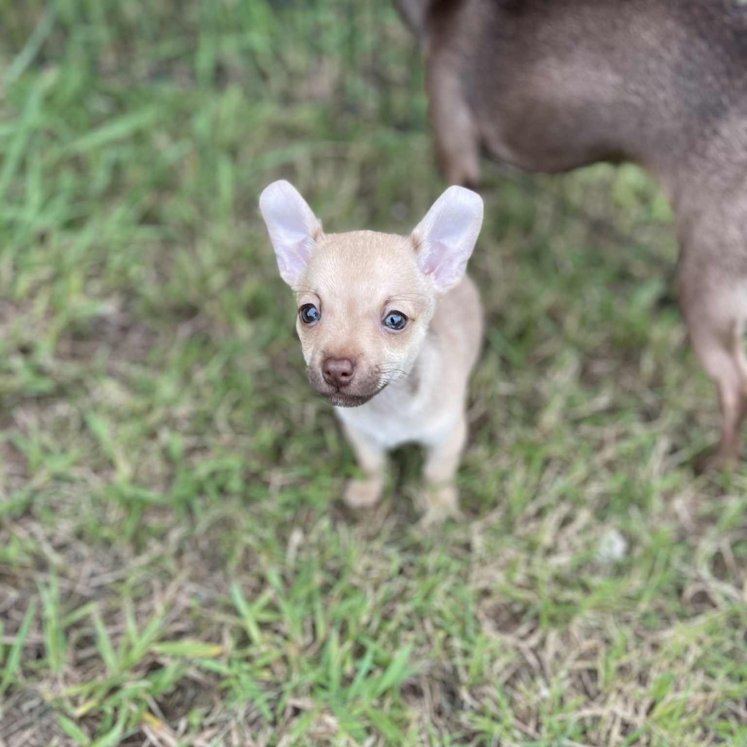 gus+ears.jpg