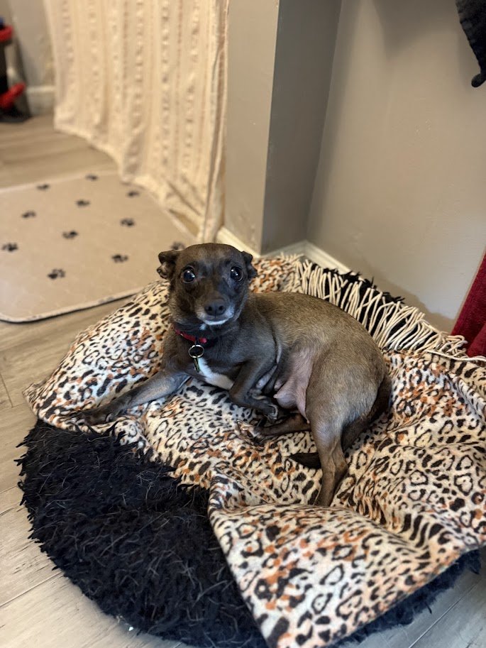 gigi bed.jpg