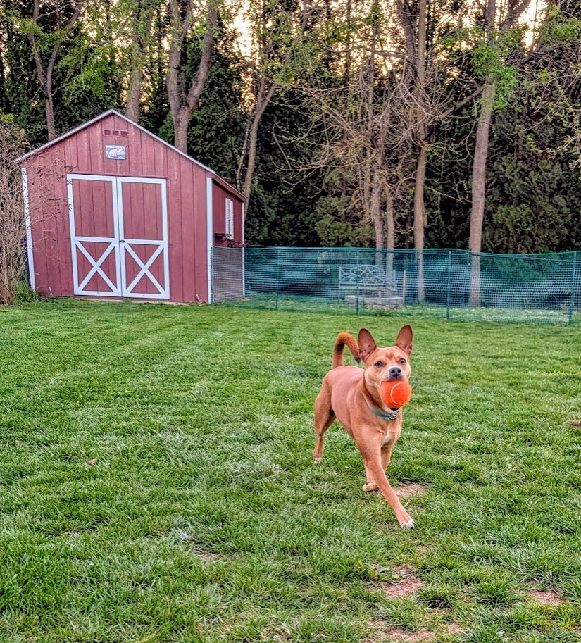lucy.jpg