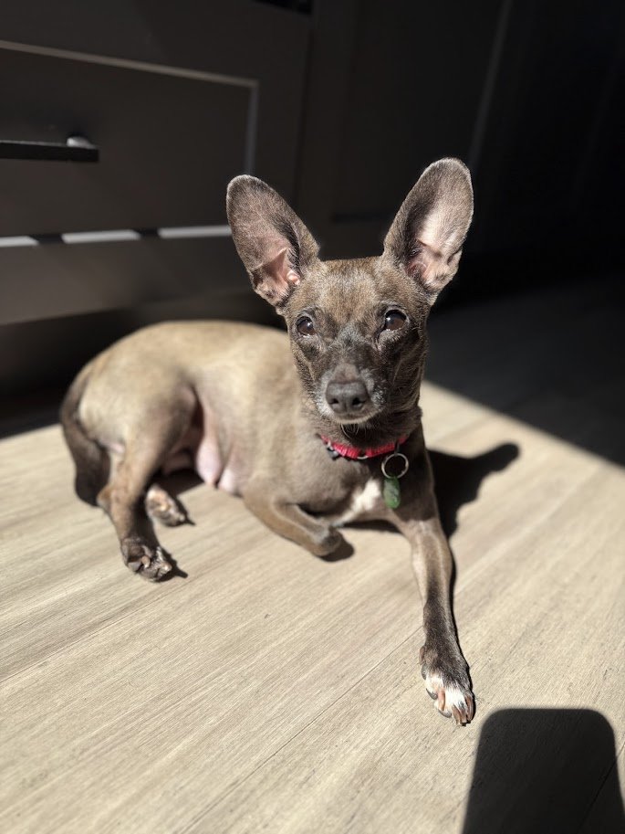 gigi ears.jpg