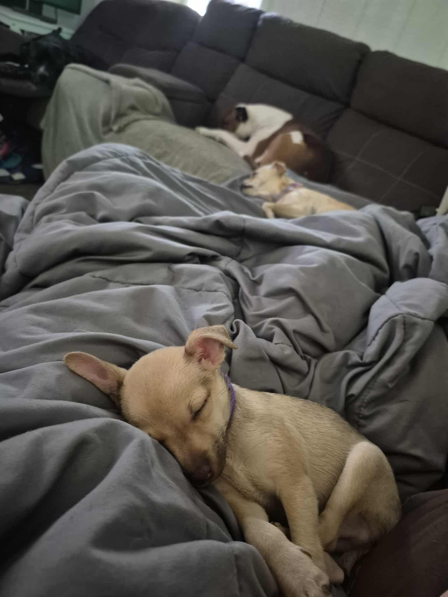 gabe sleeping.jpg
