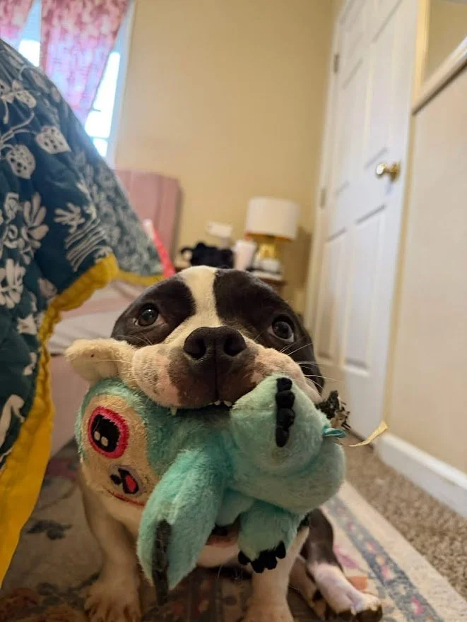 meatball 1.JPG