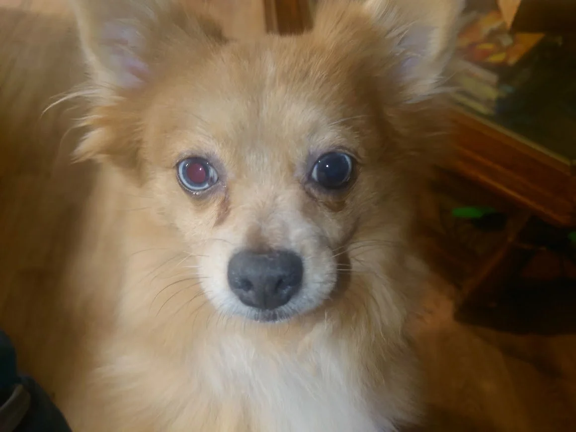 peaches 1.jpg