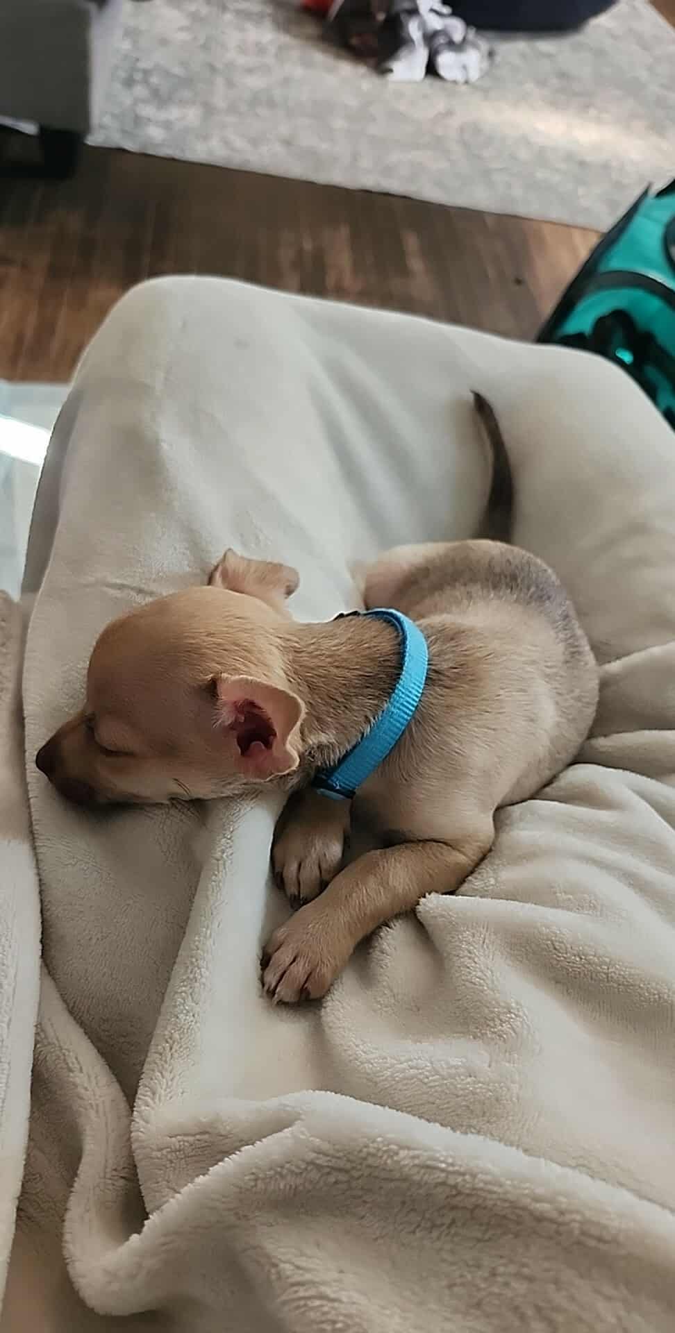 gus sleeping.jpg