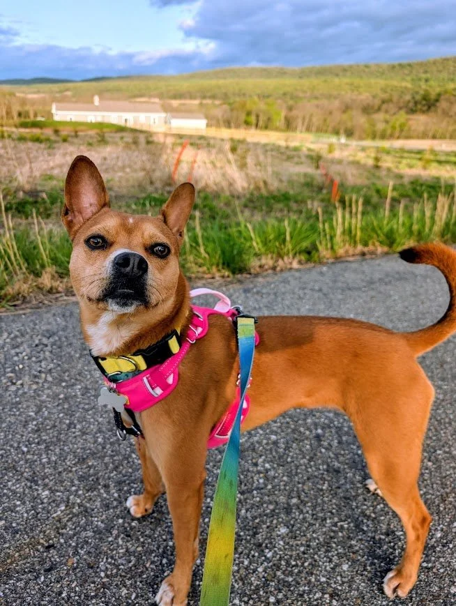 lucy.jpg