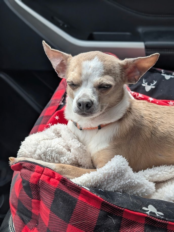 louie 3.jpg