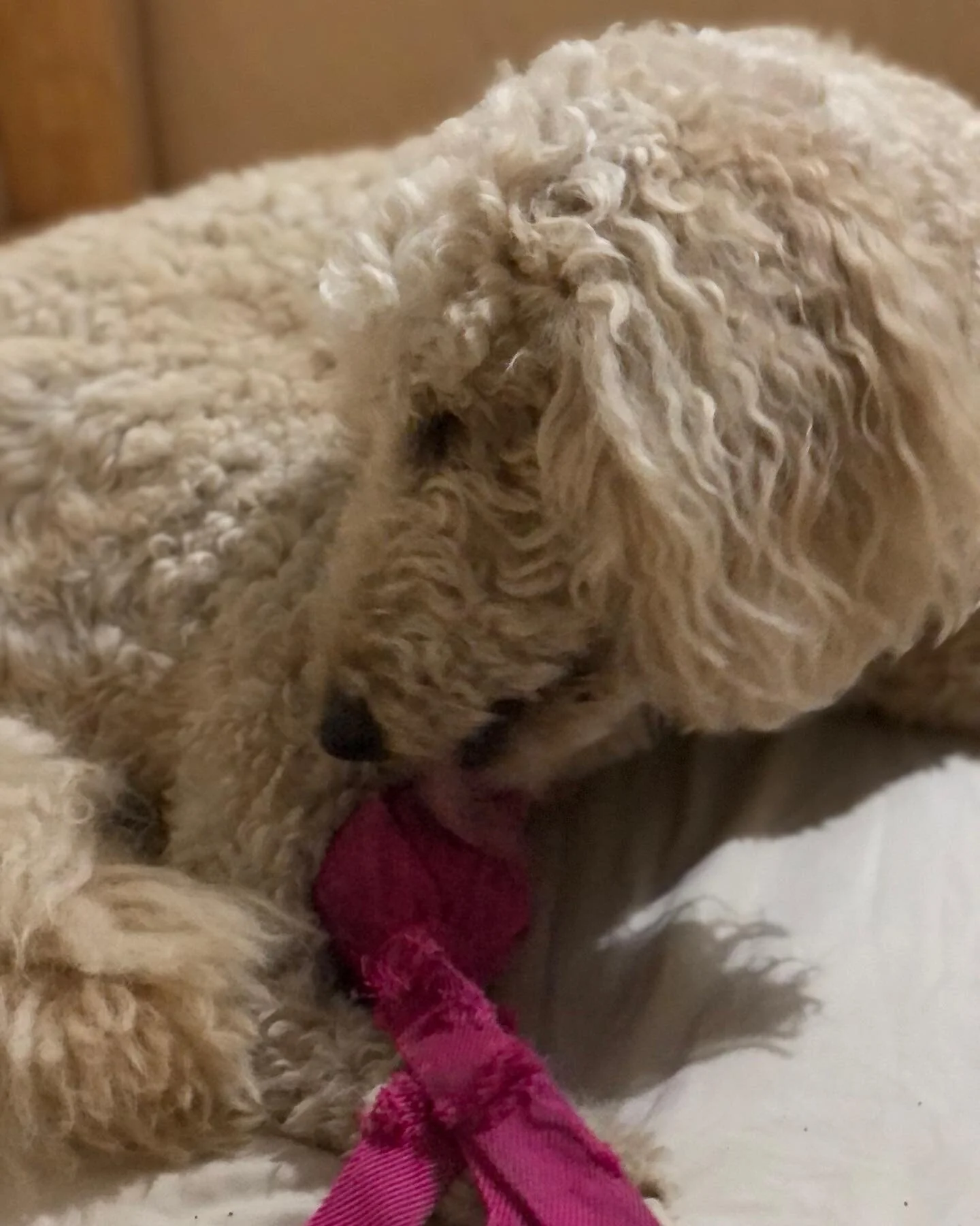 Almost puppy time!  Tequila&rsquo;s nesting&hellip;&hellip;