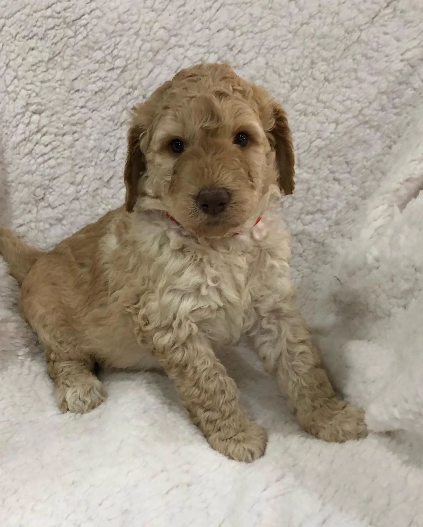 The cutest boy pups!