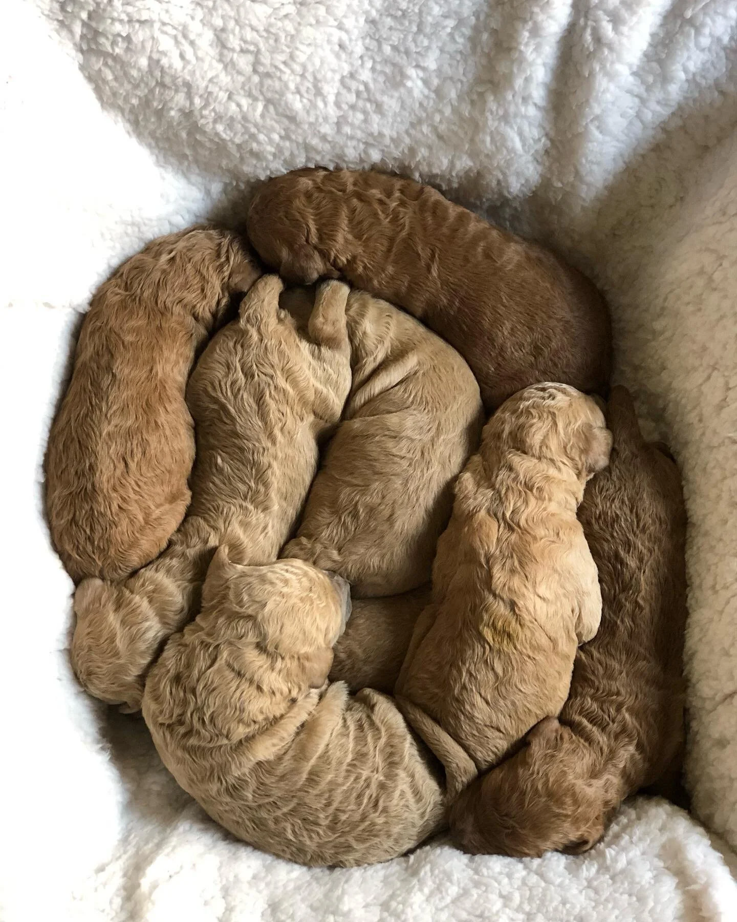 Whiskeys beautiful puppies&hellip; first time mama!!!
