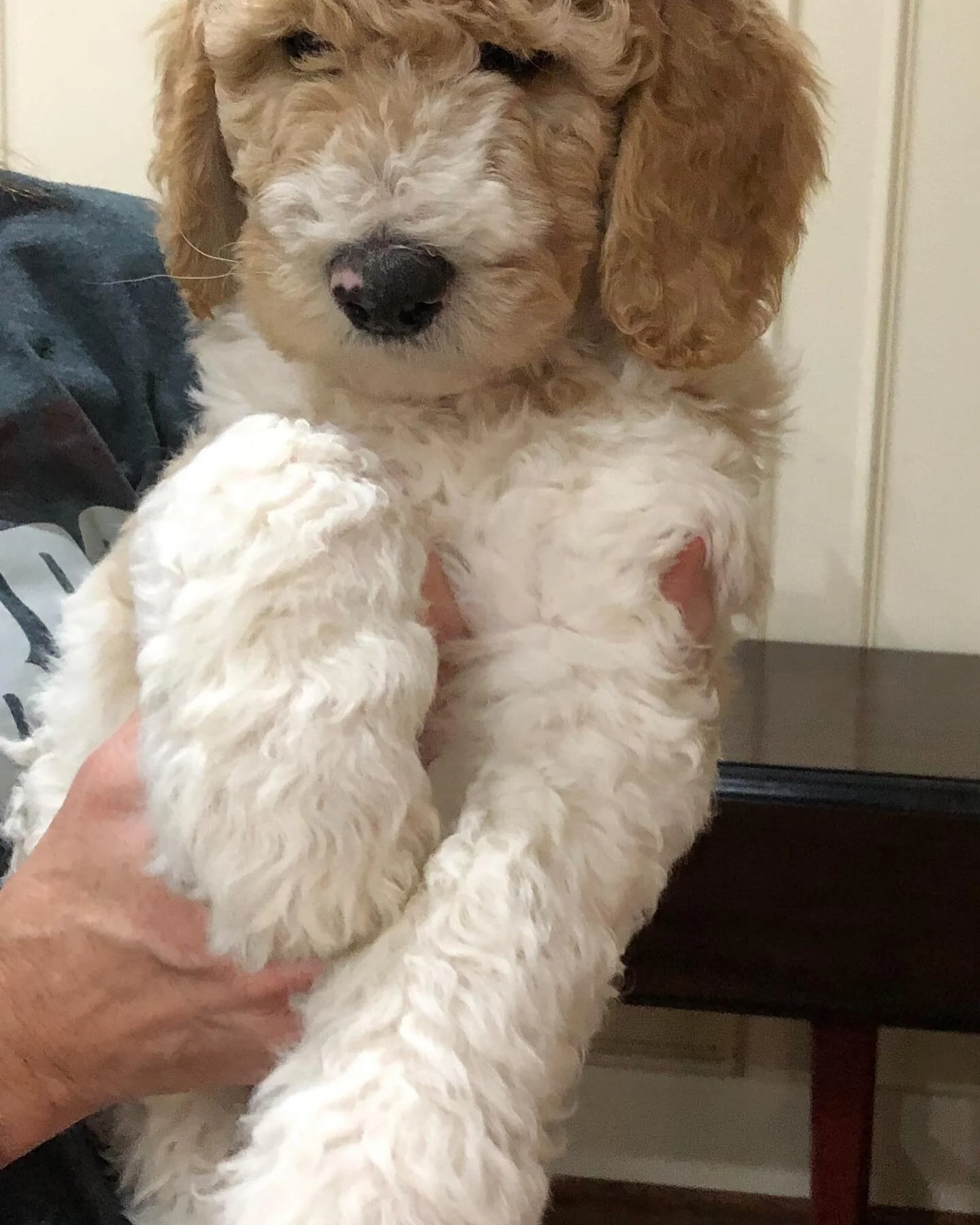 Oh my!!! What a handsome boy.  Looking for his forever home.
#goldendoodlepuppy #goldendoodles #goldendoodlewylie #goldendoodlepuppieswylie