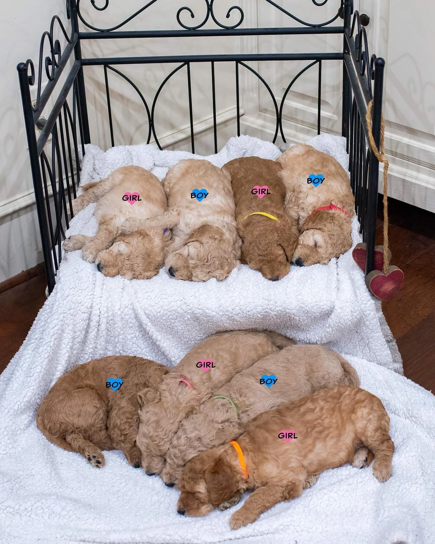 Let&rsquo;s go Whiskey!  Her first litter, 4 girls &amp; 4 boys!