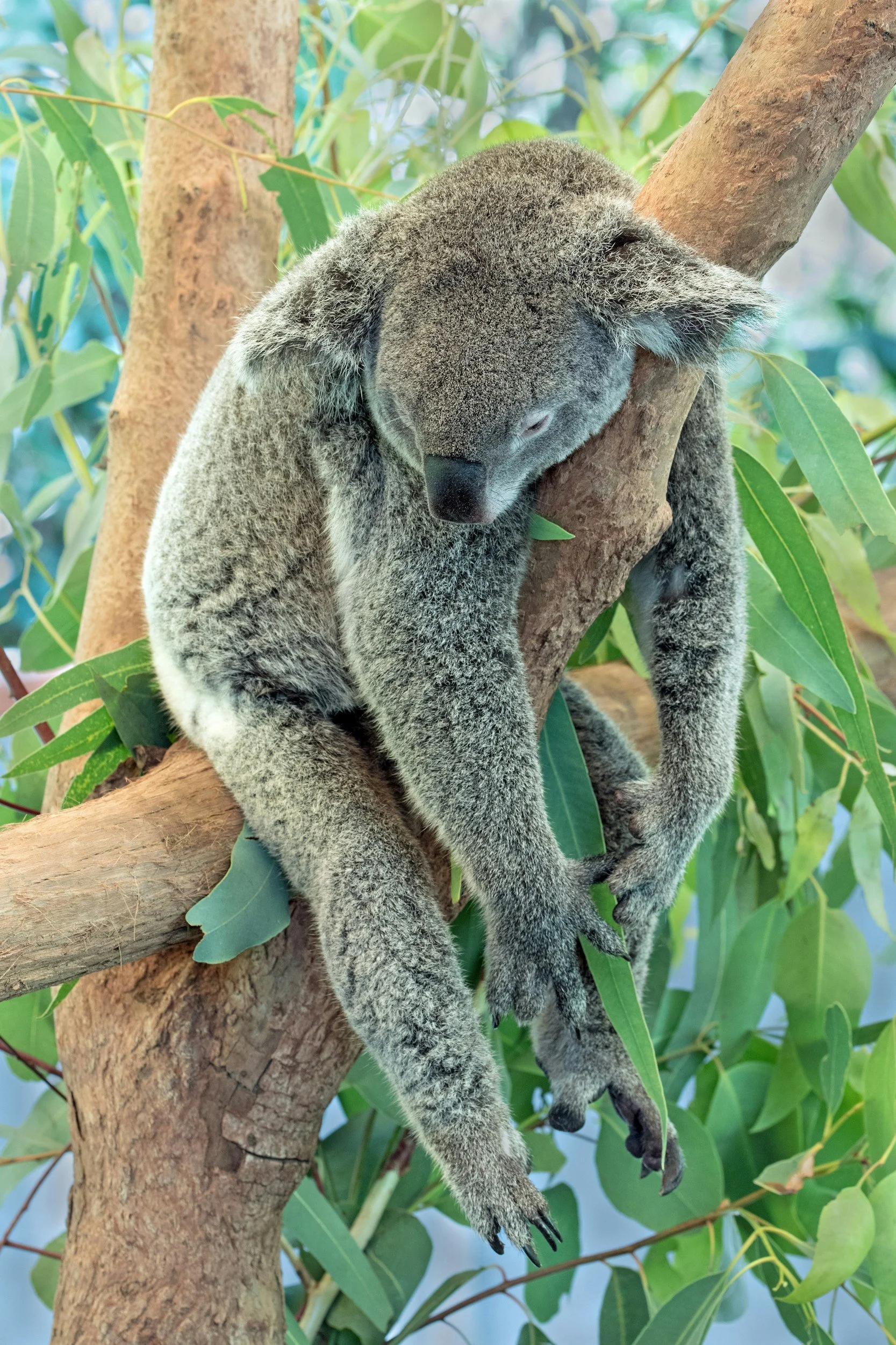 How to Take An Effective Mental Health Day … Like a Koala Bear
