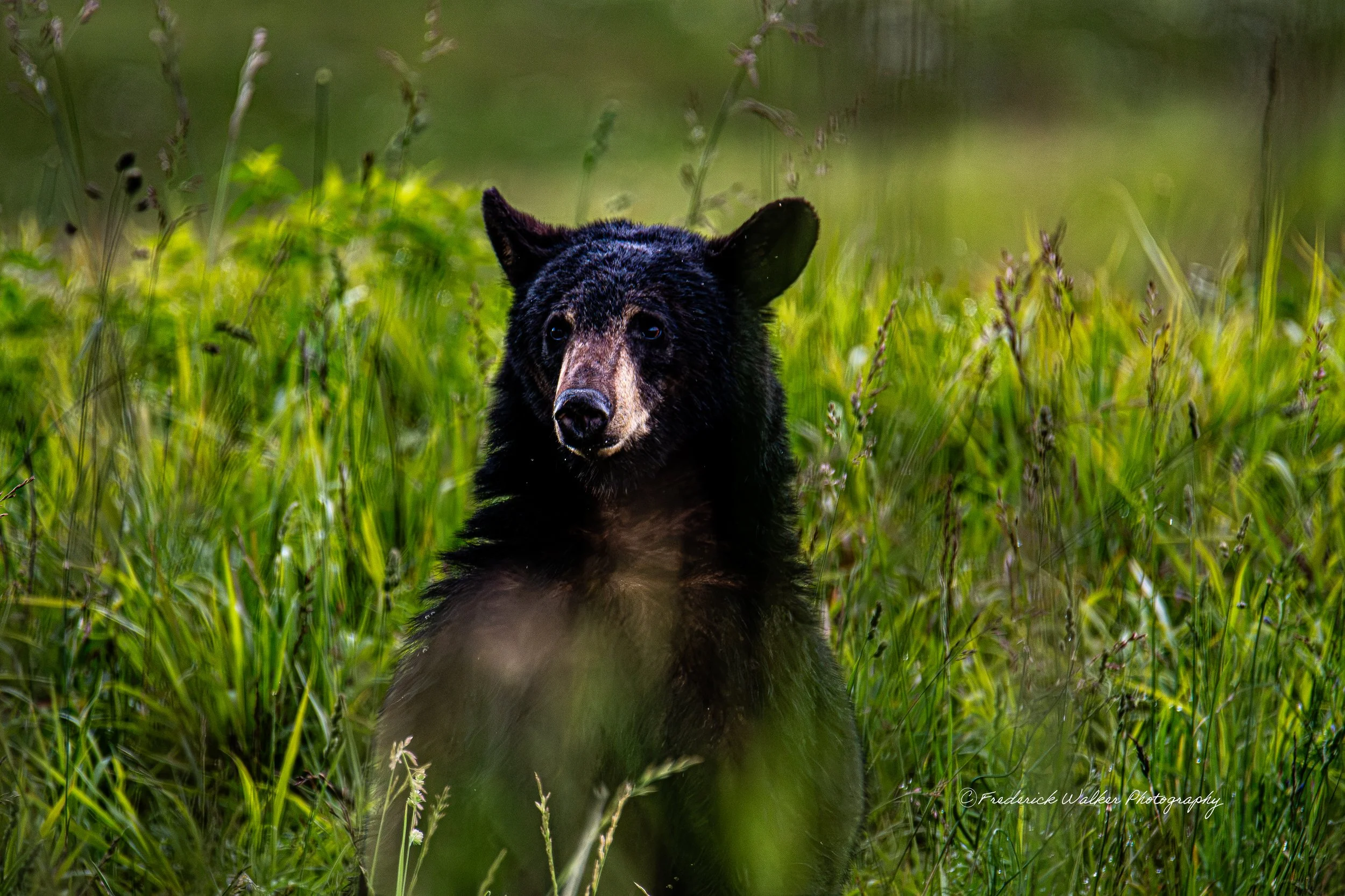Black Bear_DSC2507-WaterMark.jpg