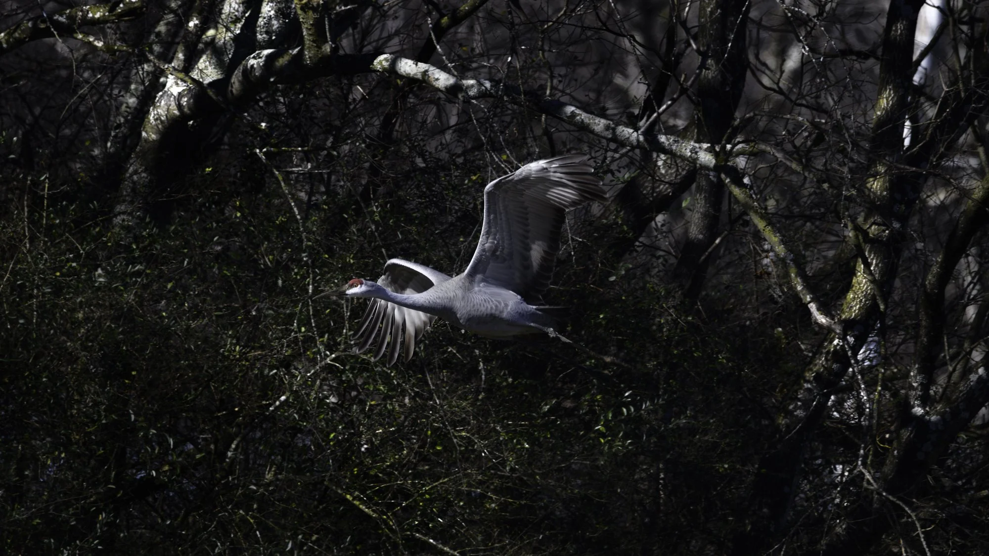 Sandhill Cranes 3736-.jpg