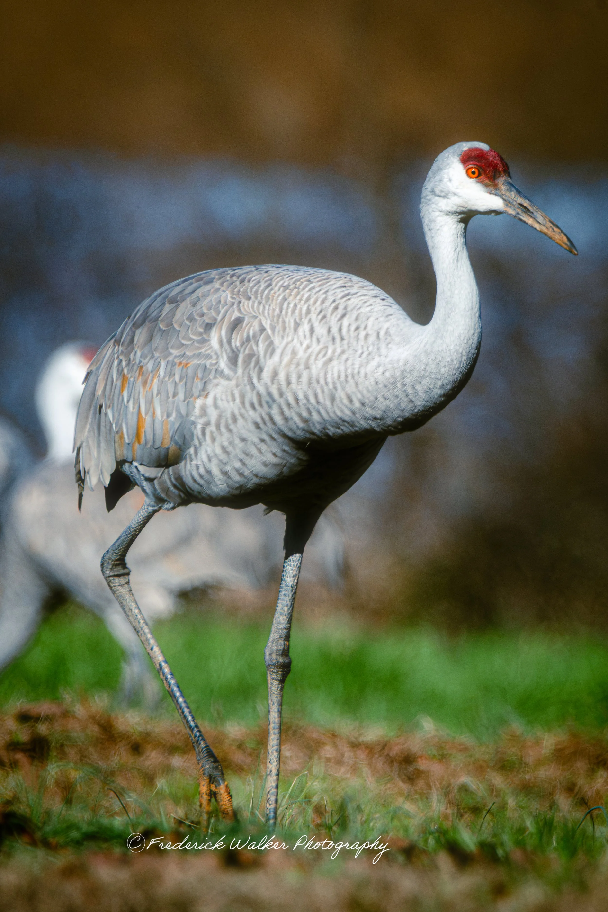 Sandhill Crane_DSC3723-WaterMark.jpg