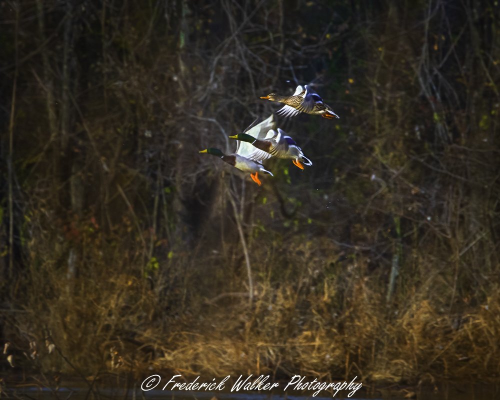 Mallards -0652.jpg