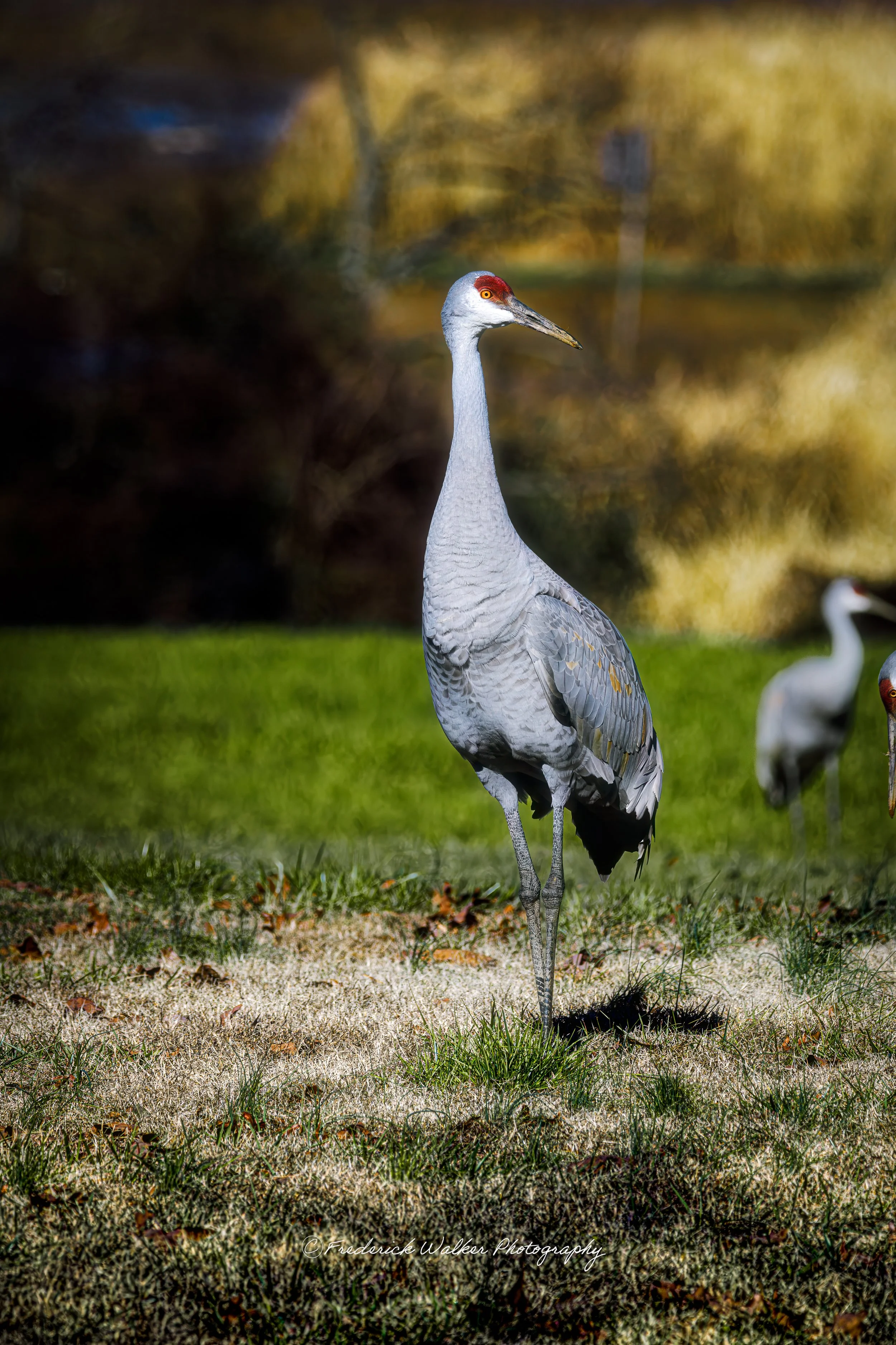 Sandhill Crane_DSC3737-WaterMark.jpg