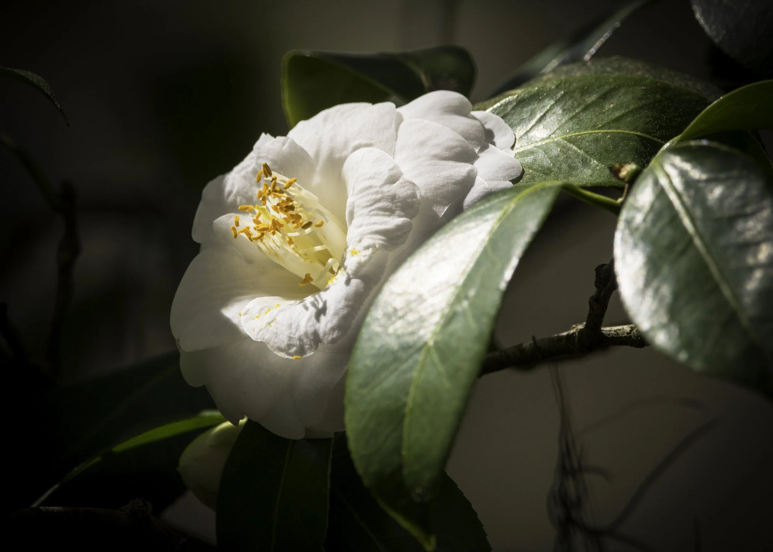 Victory White Camellia-1755.jpg