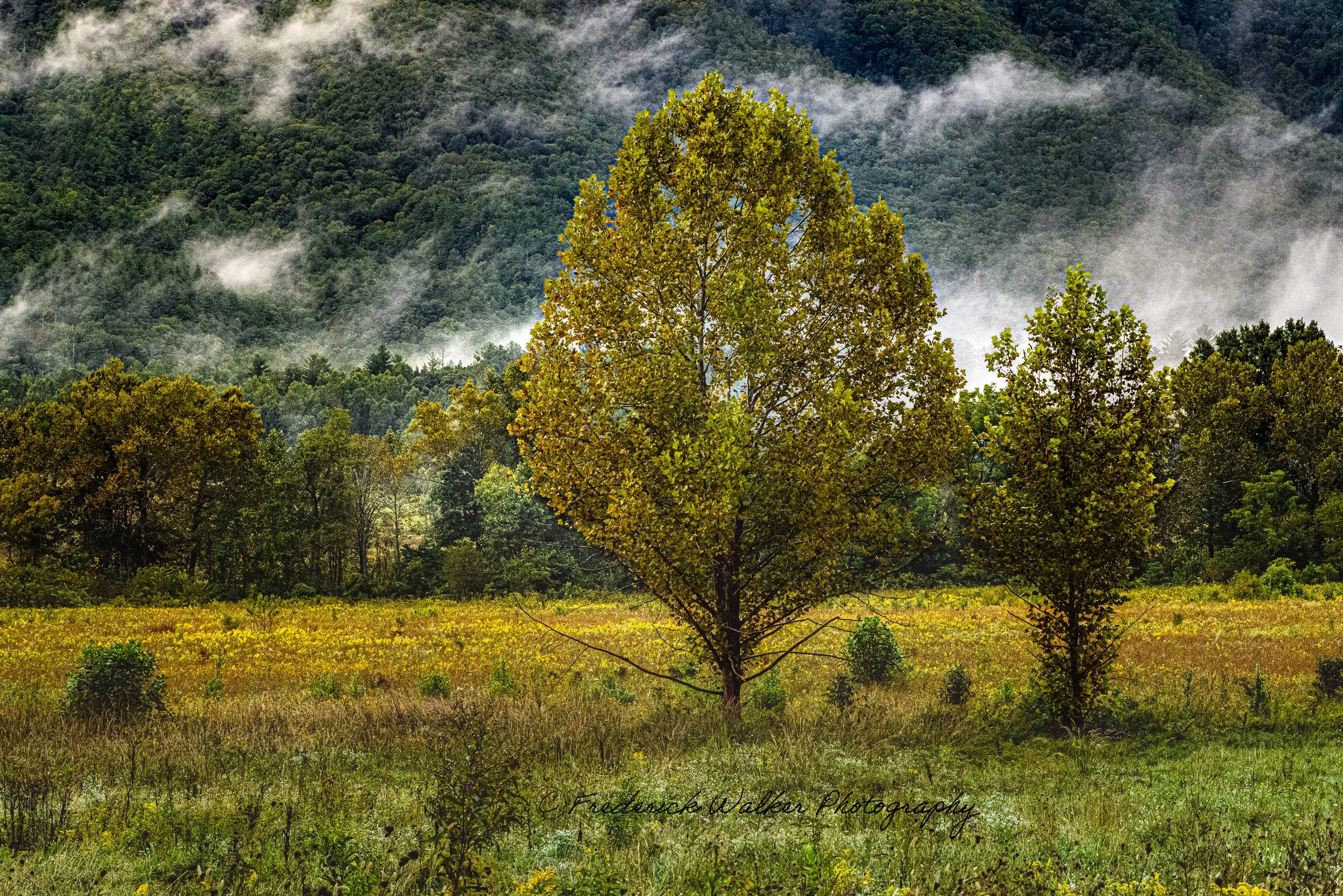 Calming Meadow Fine Art Print