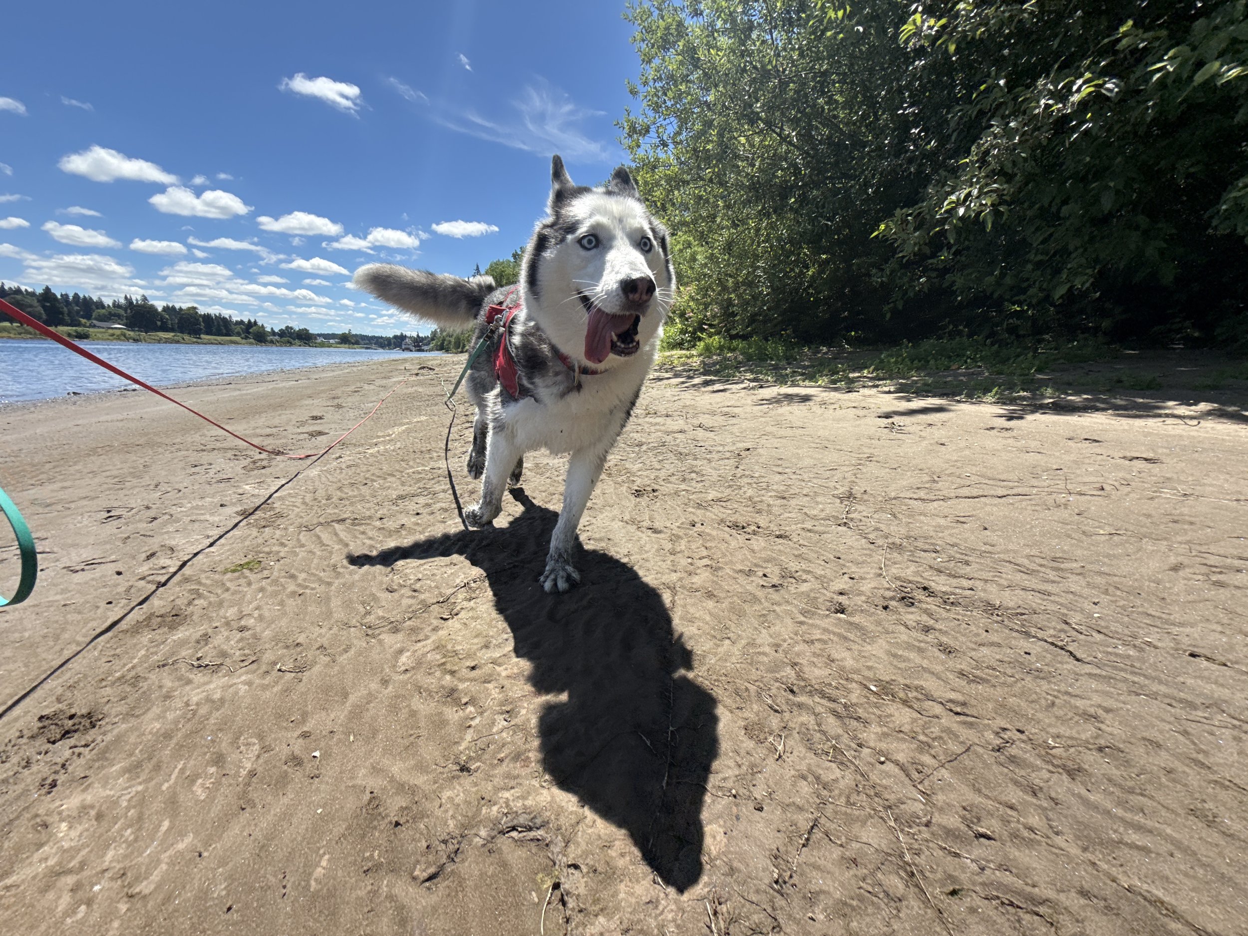 Dina running along the beach on a sunny adventure