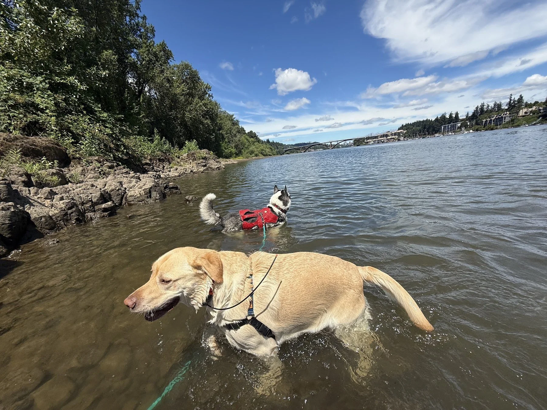 Dina enjoying a river adventure with another dog